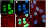 Acetyl-p53 (Lys382) Antibody in Immunocytochemistry (ICC/IF)