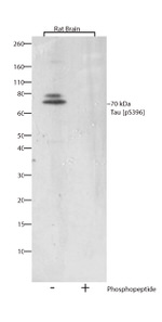 Phospho-Tau (Ser396) Antibody in Western Blot (WB)