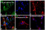 HGF Antibody in Immunocytochemistry (ICC/IF)