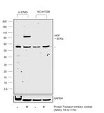 HGF Antibody in Western Blot (WB)