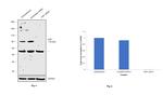 HGF Antibody in Western Blot (WB)