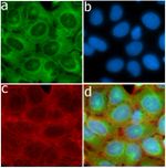 HGF Antibody in Immunocytochemistry (ICC/IF)