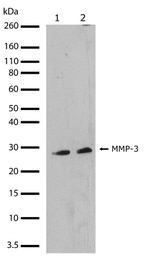 MMP3 Antibody in Western Blot (WB)