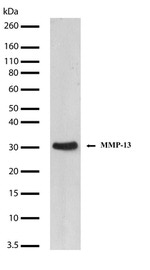 MMP13 Antibody in Western Blot (WB)