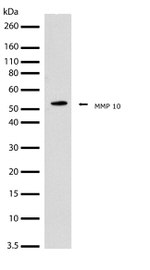 MMP10 Antibody in Western Blot (WB)