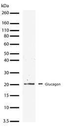 Glucagon Antibody in Western Blot (WB)