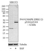 ERK1/ERK2 Antibody