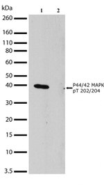 ERK1/ERK2 Antibody