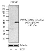 ERK1/ERK2 Antibody in Western Blot (WB)