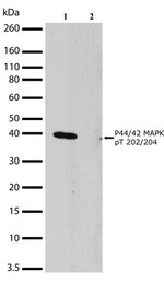 ERK1/ERK2 Antibody in Western Blot (WB)