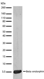 Beta Endorphin Antibody in Western Blot (WB)