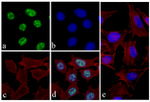 Phospho-4EBP1 (Thr46) Antibody in Immunocytochemistry (ICC/IF)