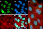 Phospho-4EBP1 (Thr46) Antibody in Immunocytochemistry (ICC/IF)