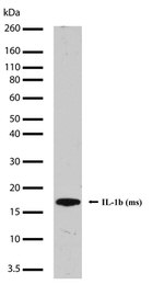 IL-1 beta Antibody in Western Blot (WB)