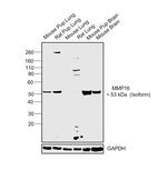 MMP16 Antibody