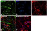 MMP16 Antibody in Immunocytochemistry (ICC/IF)