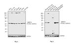 MMP16 Antibody in Western Blot (WB)