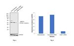 MMP16 Antibody in Western Blot (WB)