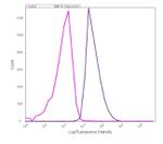 MMP16 Antibody in Flow Cytometry (Flow)