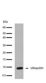 Ubiquitin Antibody in Western Blot (WB)