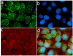 S100B Antibody in Immunocytochemistry (ICC/IF)