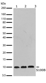 S100B Antibody in Western Blot (WB)