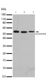 TPL2 Antibody in Western Blot (WB)