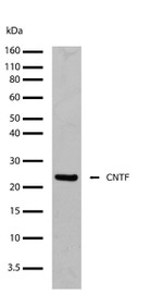 CNTF Antibody in Western Blot (WB)