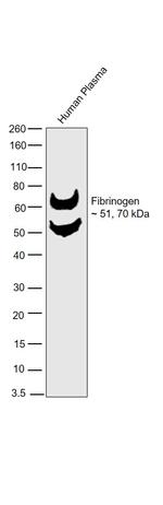 Fibrinogen Antibody in Western Blot (WB)