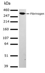 Fibrinogen Antibody in Western Blot (WB)