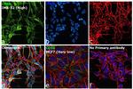 CD56 Antibody in Immunocytochemistry (ICC/IF)