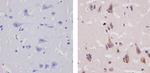 CCL4 Antibody in Immunohistochemistry (Paraffin) (IHC (P))