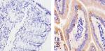 CCL4 Antibody in Immunohistochemistry (Paraffin) (IHC (P))