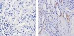 Phospho-TSC2 (Ser939) Antibody in Immunohistochemistry (Paraffin) (IHC (P))