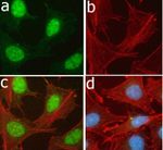 Phospho-TSC2 (Ser939) Antibody in Immunocytochemistry (ICC/IF)