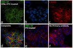 CXCL10 Antibody in Immunocytochemistry (ICC/IF)