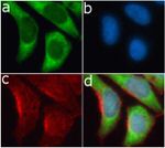 S6 Antibody in Immunocytochemistry (ICC/IF)