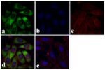 S6 Antibody in Immunocytochemistry (ICC/IF)