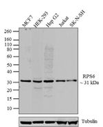 S6 Antibody in Western Blot (WB)