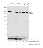 mTOR Antibody in Western Blot (WB)