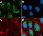 mTOR Antibody in Immunocytochemistry (ICC/IF)