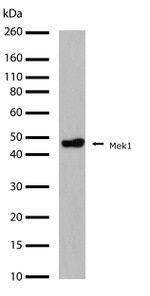 MEK1 Antibody in Western Blot (WB)