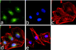 NFkB p50 Antibody in Immunocytochemistry (ICC/IF)