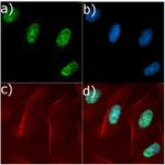 NFkB p50 Antibody in Immunocytochemistry (ICC/IF)