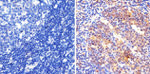 NFkB p50 Antibody in Immunohistochemistry (Paraffin) (IHC (P))