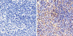 NFkB p50 Antibody in Immunohistochemistry (Paraffin) (IHC (P))