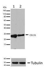 CD151 Antibody in Western Blot (WB)