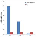 Phospho-NFkB p50 (Ser337) Antibody in ChIP Assay (ChIP)