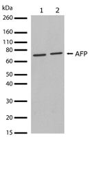 AFP Antibody in Western Blot (WB)