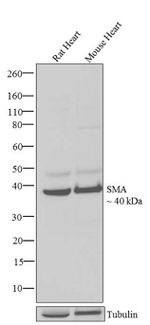 Alpha-Smooth Muscle Actin Antibody in Western Blot (WB)